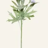 Delphinium L kukka sininen