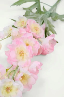 Delphinium L kukka vaaleanroosa