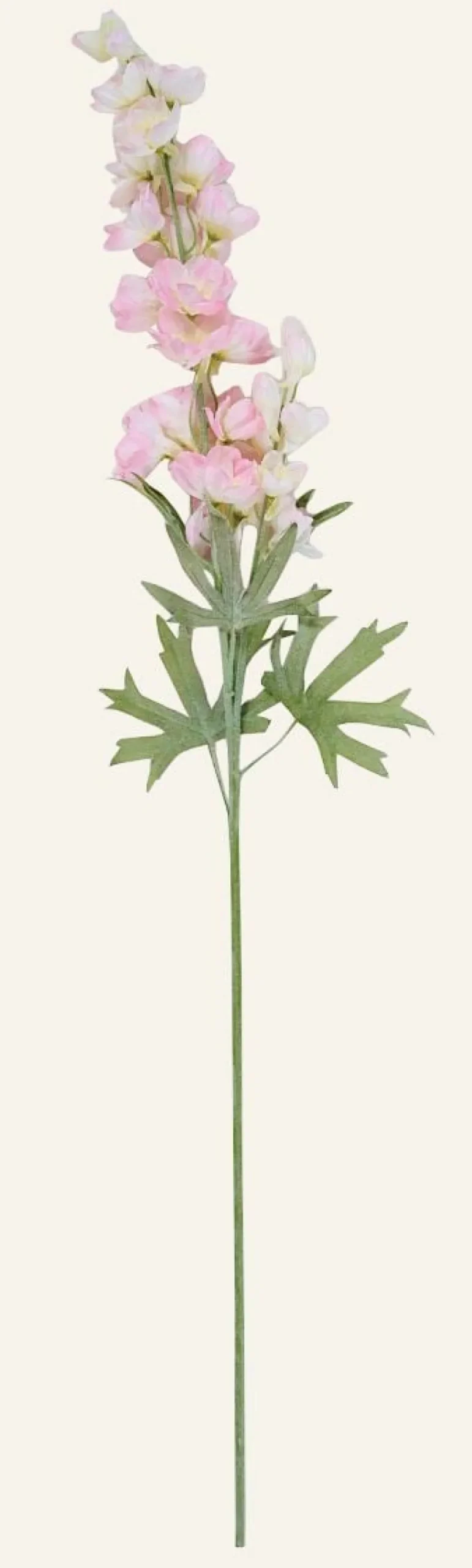 Delphinium L kukka vaaleanroosa