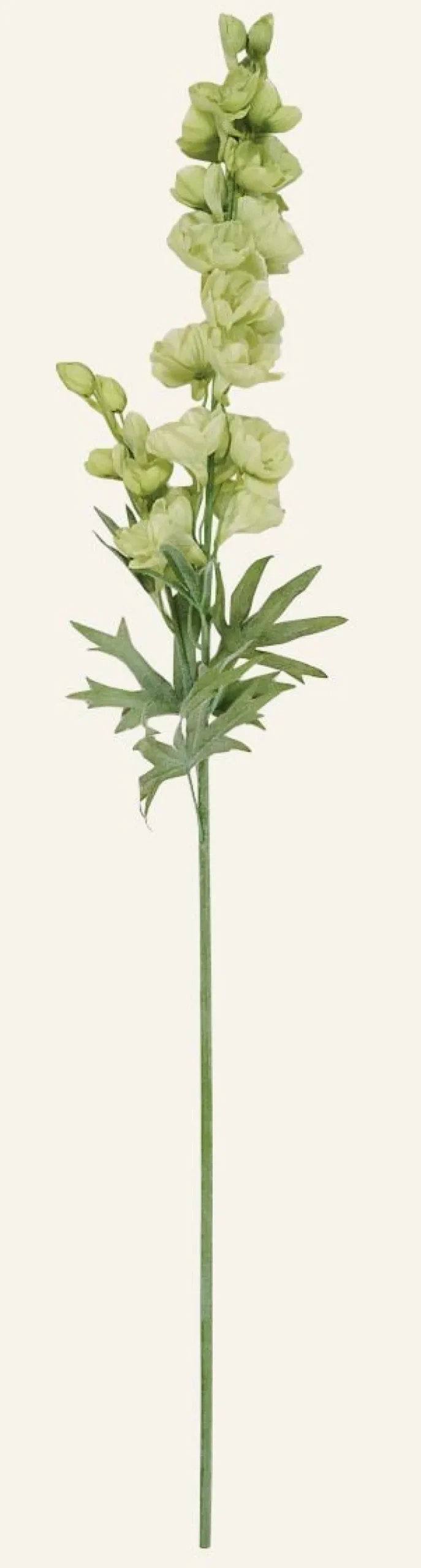 Delphinium L kukka vihreä