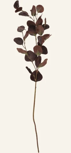 Eucalyptus big oksa tummanruskea