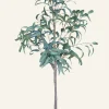 Eucalyptus curved leaves viherkasvi vihreä