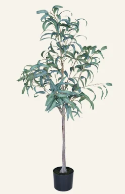 Eucalyptus curved leaves viherkasvi vihreä