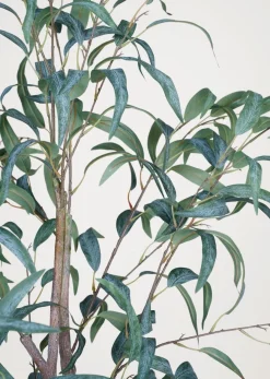 Eucalyptus curved leaves viherkasvi vihreä