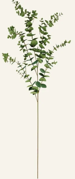 Eucalyptus extra big oksa vihreä