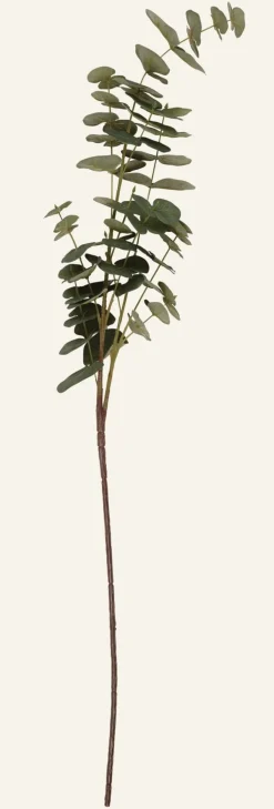 Eucalyptus oksa vihreä