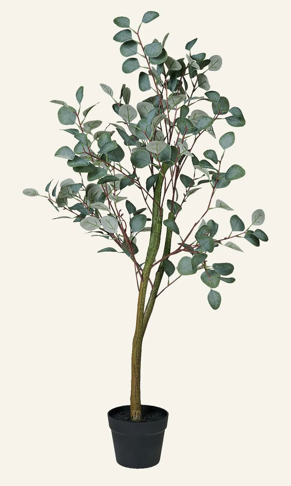 Eucalyptus tree viherkasvi vihreä