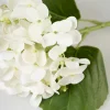 Hortensia kukka valkoinen
