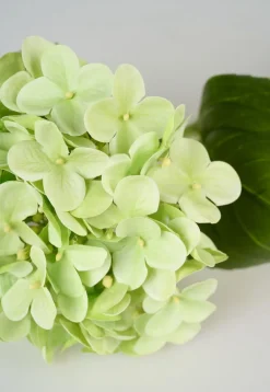 Hortensia kukka vihreä