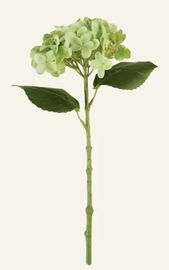 Hortensia kukka vihreä