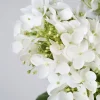 Hortensia stor viherkasvi valkoinen