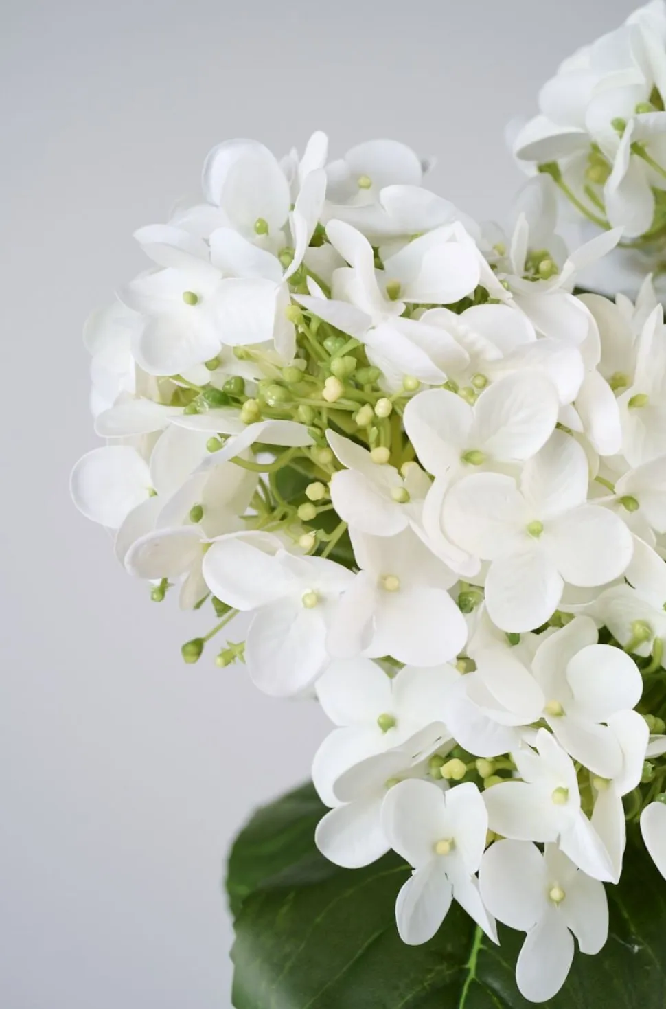 Hortensia stor viherkasvi valkoinen