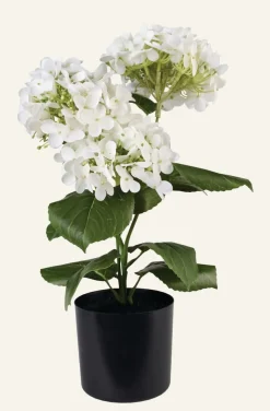 Hortensia stor viherkasvi valkoinen