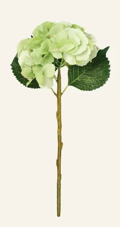 Hyndrangea S kukka vihreä
