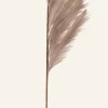 Pampas grass olki beige