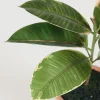 Rubber tree viherkasvi vihreä