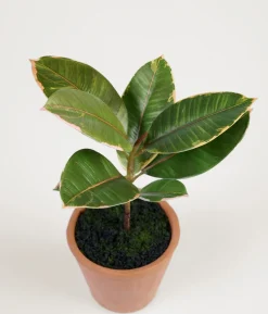 Rubber tree viherkasvi vihreä