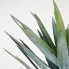 Yucca gloriosa viherkasvi vihreä