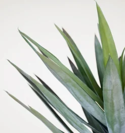 Yucca gloriosa viherkasvi vihreä